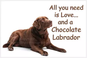 Chocolate Brown Labrador Lab Dog Fridge Magnet New Birthday Gift - Picture 1 of 1