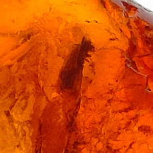 Insect in Amber preserved fossil natural inclusion polished gemstone 13.8ct - Bild 1 von 6