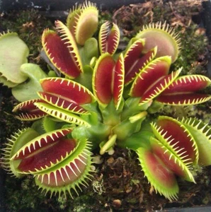 Diente Venus Trampa para Moscas Planta Carnívora - Dionaea muscipula - Semillas de Plantas Vivas - Imagen 1 de 7