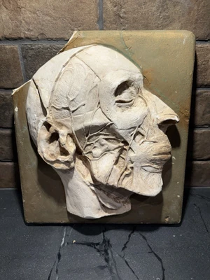 РЕДКАЯ подписанная алебастровая декоративная настенная скульптура бюста HIMOFF — итальянская середины века - Изображение 1 из 4