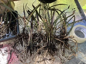 Crinum  BURGUNDY aka 'Menehune' Semi Aquatic Purple Foliage Bulb 10 small bulbs - Picture 1 of 7