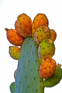 Fico D’India BIO 3 varieta' lotto 3 pale frutti grandi selez. 1a. scelta SALENTO - Foto 1 di 11