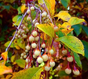20 Japanese Snowbell Tree Seeds - Styrax japonicus - Picture 1 of 5