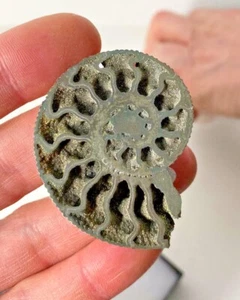 Kosmoceras (Lobokosmoceras) proniae (Teisseyre, 1883) Fossil Ammonite - Picture 1 of 9
