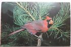 Animal+Bird+Cardinal+Postcard+Old+Vintage+Card+View+Standard+Souvenir+Postal+PC