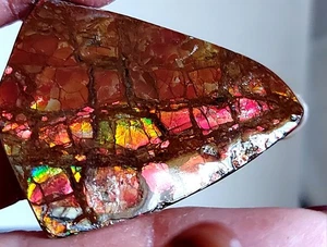Ammolite  Ammonite tabletop Display Piece 52.5x42x12mm 19618 - Bild 1 von 5
