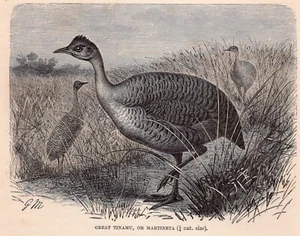Alter antiker großer Tinamu Vogel Buchdruck aus der viktorianischen Periode von 1895 - Bild 1 von 3