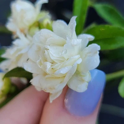 LADY BANKS BLANCO Rose Bush Planta Reliquia Raíz Propia Fragante Doble Primavera Flor Foto 1 de 4