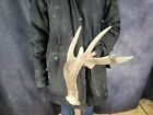 Wild Whitetail Deer Antler Shed Horn Rack Decor 5 Point Man Cave Tall Brow
