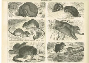 Tafel IGEL / MAULWURF / SPITZMAUS / MAKI 1889 Original-Holzstich - Imagen 1 de 1