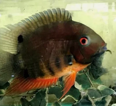 Red Spot Rainbow Severum - Image 1 of 3