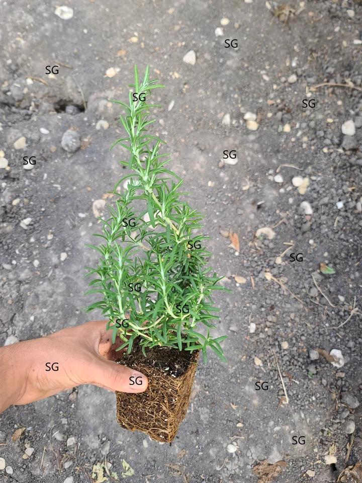 Trailing Rosemary Live Plant  Please read descriptions - Image 1 of 1