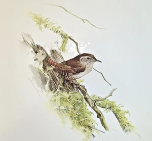 Placa de libro con impresión artística vintage J F Lansdowne Birds INVIERNO WREN 30 - Imagen 1 de 3