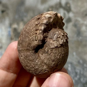 53GR AMAZING FULL SUTURE PERMIAN ROUND BULK AMMONITE FOSSIL MOLLUSCA - Picture 1 of 18