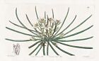Ornithogalum Nanum Asia Blume Botanik Flower Botany Edwards Kupferstich 1845