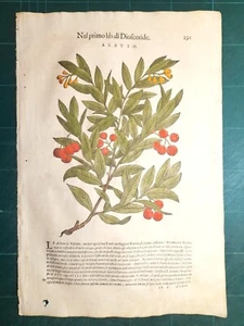 MATTIOLI MATTHIOLI Herbarium mit großen Figuren Original von 1604 ARBUTO - Bild 1 von 1