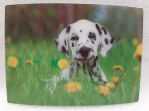 Postal lenticular 3D perro dálmantina de Schoening Verlag, nueva - Imagen 1 de 1