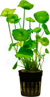 Hydrocotyle Vulgaris Live Tropical Freshwater Pond Aquarium Plant POST DAILY
