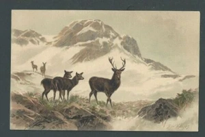 Ca 1907 Post Card Deers Atop The Mountains - Picture 1 of 1