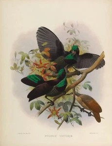 Plate No. 26 Ptiloris Victoriae Birds of Paradise by Daniel Elliot Giclee Repro - Picture 1 of 2