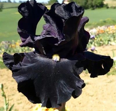 3 Bearded Iris Rhizomes " Señor Jinx " Tall Live Plant Bulbs - Image 1 of 4