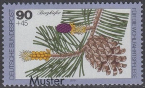 Specimen, Germany ScB568 Woodland Plant, Tree, Mountain Pine - Picture 1 of 1