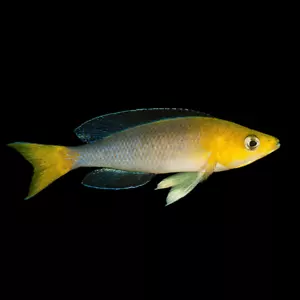 Cyprichromis Leptosoma Speckleback Tanganyika Cichlid 4cm - Picture 1 of 6