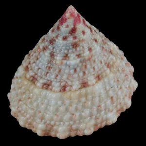 TROCHUS MACULATUS rosa (Nocnocan Isl., Philippinen) 19,3 mm #34346 - Bild 1 von 4