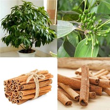 20X Cinnamon Seeds Indoor Plants Evergreen Tree Seed Herb Traditional Home NEW