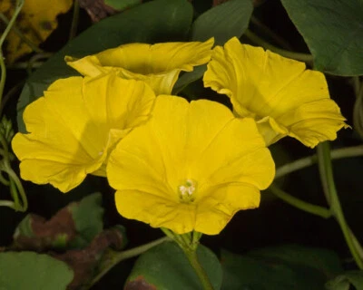 RARE 3 graines de LIANE BERCEAU(Merremia Umbellata)H168 HOG VINE SEEDS SEMILLAS