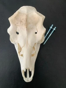 D6 SCHÄDEL DAMHIRSCH Abwurfstangen Hirschgeweih Deko - Bild 1 von 3