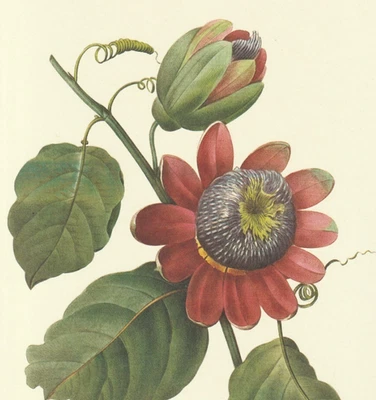 Impresión P. J. Redoute #91 Passiflora alata botánica tallo alado flor de la pasión Foto 1 de 2