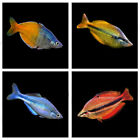 6 x Randomly Selected Melanotaenia Rainbowfish | Stunning Aquarium Fish