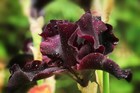 Iris chrysographes 'Black Gold' 10 Seeds- Stunning,velvety black flower