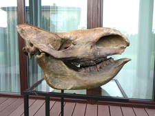 WOOLLY RHINO fossil scull Pleistocene Yakutia permafrost with 3D print lower jaw