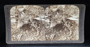 Antique Underwood & Underwood Stereoview Wood Lark Sitting U-81737 - Picture 1 of 8