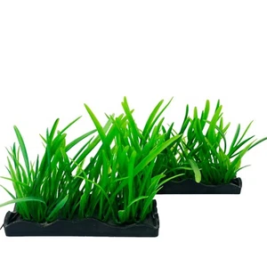 Penn Plax Aquarium Fish Tank Plant Medium Hairgrass Bunch Plant (2 pack) - Picture 1 of 4