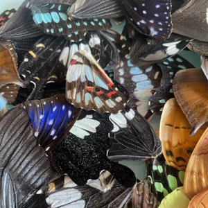 50/100pcs DIY Artwork Real Butterfly Wings Specimens Jewelry Craft Art Material - Picture 1 of 8