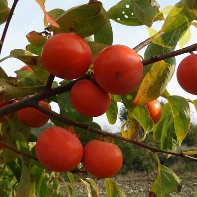 DATE PLUM PERSIMMON Diospyros Kaki - 5 SEEDS - Image 1 of 4