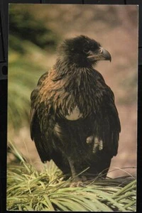 ISLAS MALVINAS, POSTAL SIN USAR DE UN CARACARA ESTRIADO, POR STEEPLE JASON - Imagen 1 de 1