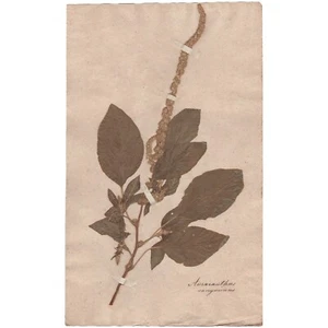 Antique 1790 herbarium dried flower scientific specimen #8 Purple Amaranth - Picture 1 of 3