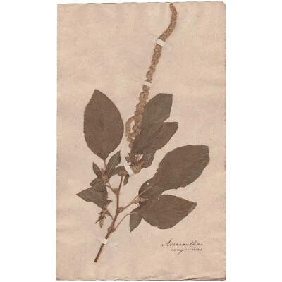 Antique 1790 herbarium dried flower scientific specimen #8 Purple Amaranth - Image 1 of 3