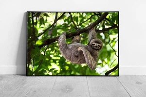 Curious Sloth Wall Art Print Funny Rainforest Decor Hanging from Tree Branch in - Picture 1 of 10
