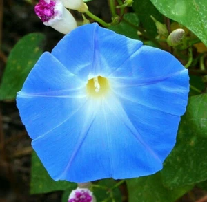 Semillas Heavenly Blue Morning Glory | Ipomoea Climber Vine Sun Flower Seed 2025 - Imagen 1 de 4