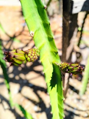 3X Dragon Fruit cutting (purple) - Image 1 of 4