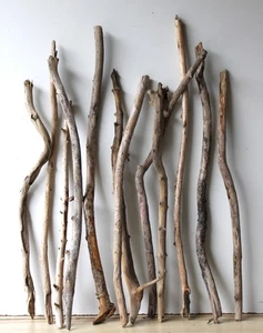 Treibholz Schwemmholz Driftwood  12 XL  Äste  Garderobe  Dekoration 68-91  cm - Bild 1 von 13
