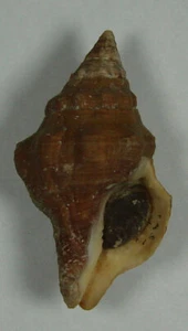 LEUCOZONIA NASSA 39.64mm SUPER CHOICE SPECIMEN Peanut Is., Palm Beach, Florida - Picture 1 of 2