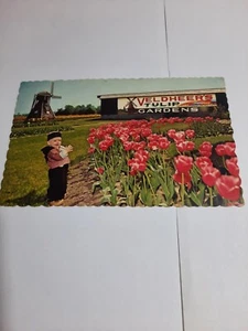 Postcard Veldheer's Tulip Gardens Hollan MI - Picture 1 of 2