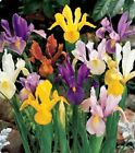 Packung 5 Iris Sortiert Pflanze Waschtisch *Mehrjhrig*