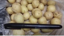 20 small ORGANIC White Skin White Flesh SEED Potato tubers, Solanum tuberosum